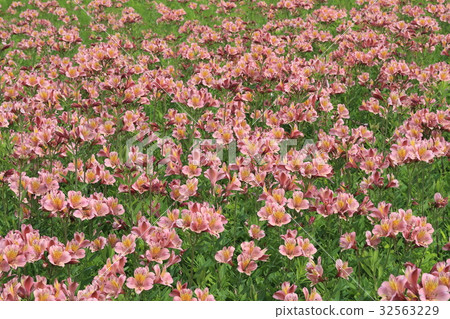 德國錐腳形酒杯花園 32563229