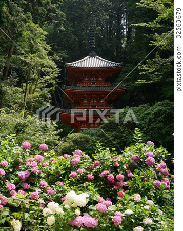 Iwafuneji和繡球花 Iwafuneji和繡球花 32563679