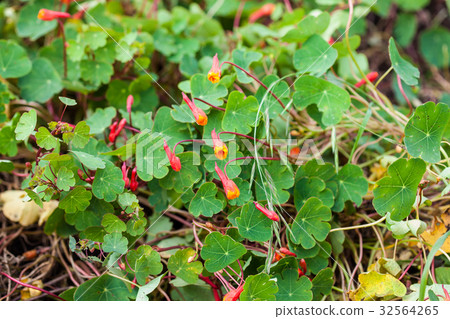 Cubios (Tropaeolum tuberosum) at cultivation field 32564265