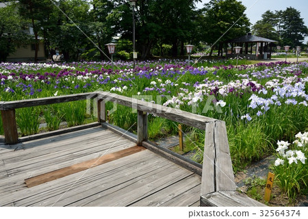 永井Ayame公園 32564374