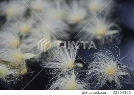 White flowers floating on the water surface 32564396