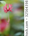 優雅的紅色熱帶花卉 32564398