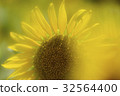 黃色模糊向日葵 32564400