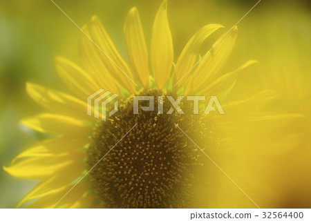 Yellow blurred sunflower 32564400