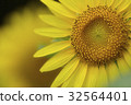 向日葵明亮 32564401