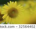 優雅的向日葵 32564402