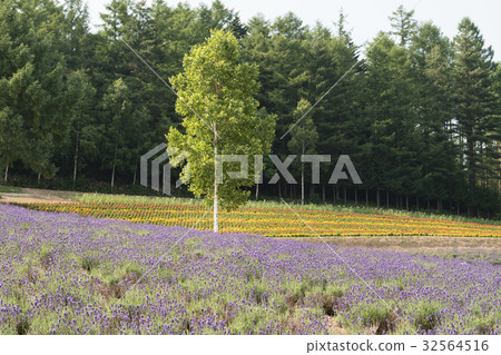 Lavender field 32564516