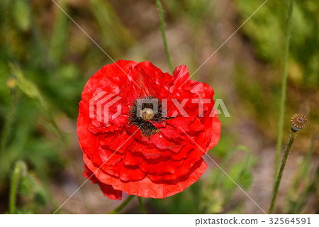 Poppy of red color 32564591