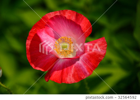 Poppy flowers 32564592