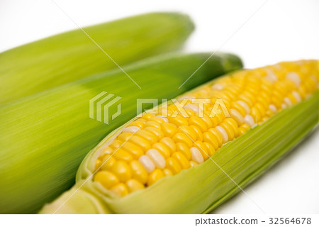 corn  32564678