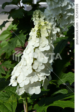 69853 Kashiwaba hydrangea 32564936