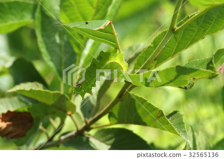 Creatures Insects Releasing Larvae Assimilating with Konoha in the Southern Sunlight 32565136