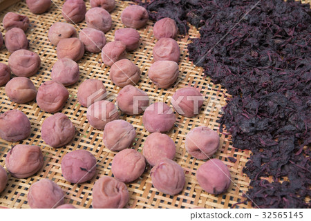 Umeboshi曬乾的魷魚 32565145