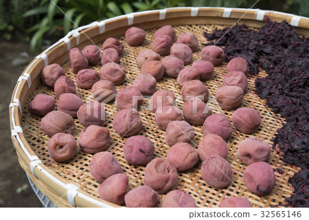 Umeboshi曬乾的魷魚 Umeboshi曬乾的魷魚 32565146