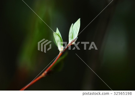 Spruce of Himeishara 32565198