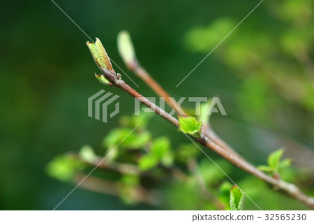 Yabudemari的萌芽 32565230