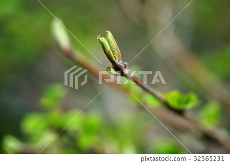 Yabudemari的萌芽 32565231