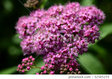 69902 Shimotsuke 32565255