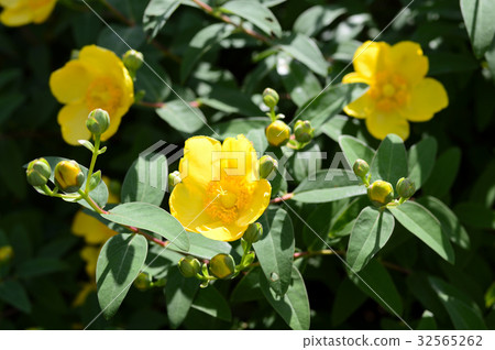 69909金沙 32565262