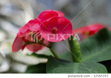 69920 Hanakirin 69920 Hanakirin 32565355