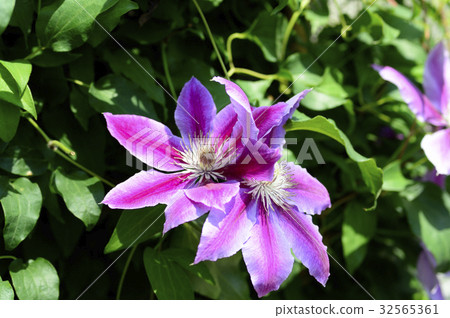 69926鐵線蓮 32565361