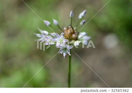 69927 novil 32565362