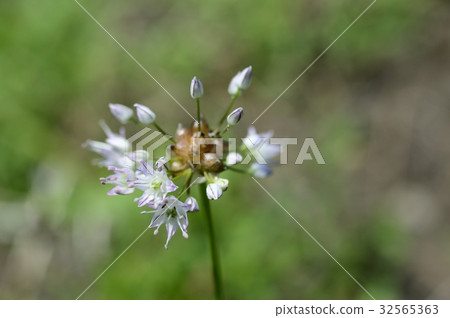 69928 novil 69928 novil 32565363