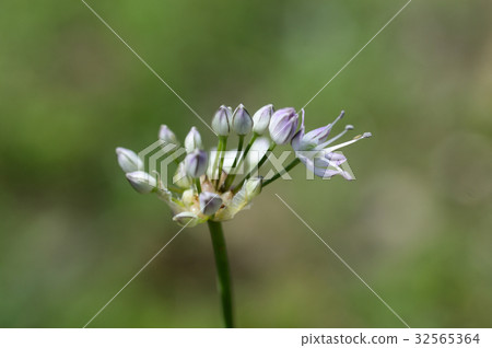 69929高貴 69929高貴 32565364