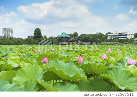 蓮花在Shinobazui池塘 蓮花在Shinobazui池塘 32565511