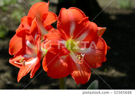 69970阿瑪麗利斯 32565686