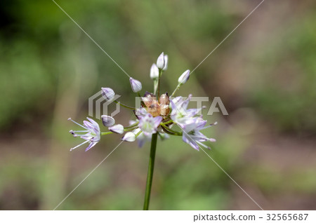 69971貴族 69971貴族 32565687