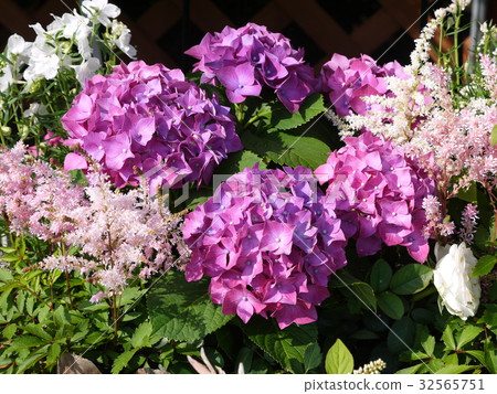 Hydrangea and Astilbe Hydrangea and Astilbe 32565751