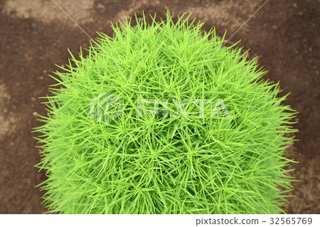 Kokia(掃帚) Kokia(掃帚) 32565769