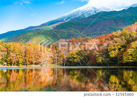 "Hokkaido" Autumn leaves, Shiretoko 32565860