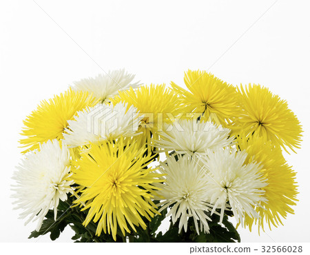 Gigantic Gigantic 32566028