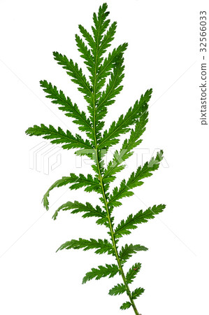 one wildflower meadow leaf isolated on white 32566033