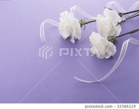 康乃馨 康乃馨 32566124