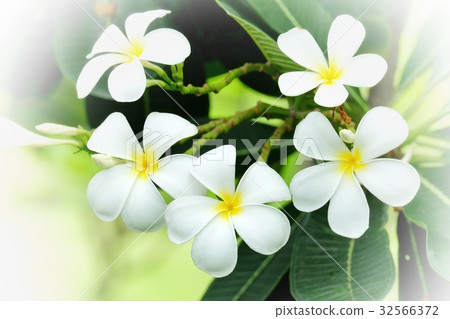 Plumeria flower or Temple flower in the garden. Plumeria flower or Temple flower in the garden. 32566372