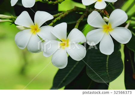 Plumeria flower or Temple flower in the garden. Plumeria flower or Temple flower in the garden. 32566373