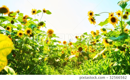 夏天向日葵 夏天向日葵 32566562