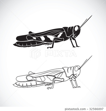 Vector of grasshopper on white background. 32566897