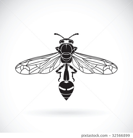 Vector of a wasp on a white background. 32566899