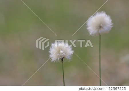 白毛羊鬍子草 32567225