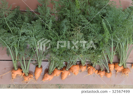 Carrots Carrots 32567499