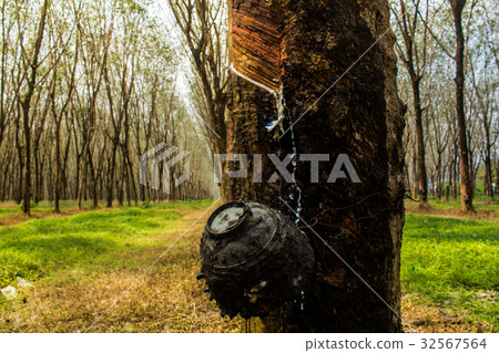 Forest green background Rubber plantation India Forest green background Rubber plantation India 32567564