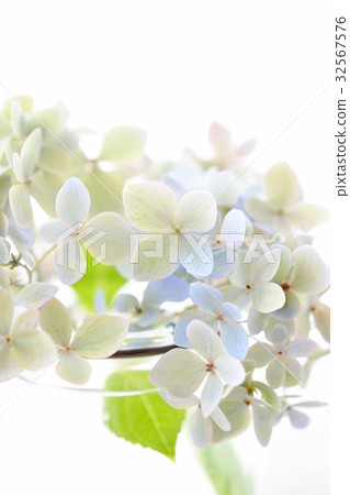 Autumn color hydrangeas Autumn color hydrangeas 32567576