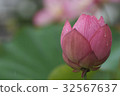 蓮花芽（粉紅色） 32567637
