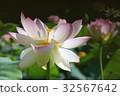 蓮花清晨盛開 32567642