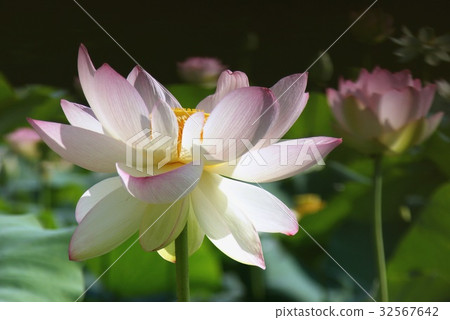 蓮花清晨盛開 32567642