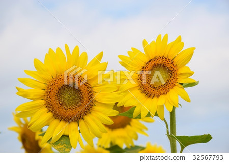 sunflower	 32567793